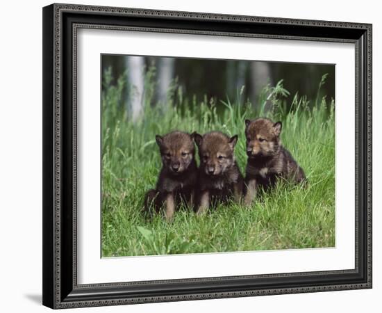 Gray Wolf Pups (Canis Lupus), 27 Days Old, in Captivity, Minnesota, USA-James Hager-Framed Photographic Print