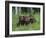 Gray Wolf Pups (Canis Lupus), 27 Days Old, in Captivity, Minnesota, USA-James Hager-Framed Photographic Print