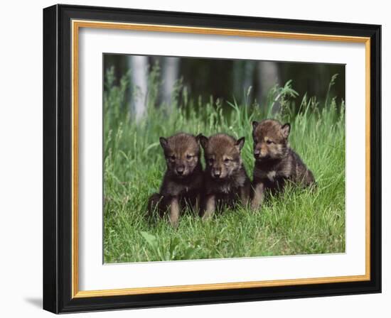 Gray Wolf Pups (Canis Lupus), 27 Days Old, in Captivity, Minnesota, USA-James Hager-Framed Photographic Print