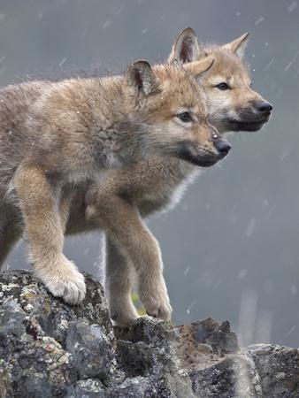 Gray Wolf Pups in Snow, Montana Photographic Print by Tim Fitzharris