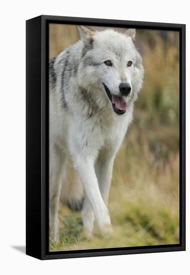 Gray Wolf Running in a Fall Drizzle, Canis Lupus, West Yellowstone, Montana-Maresa Pryor-Framed Premier Image Canvas