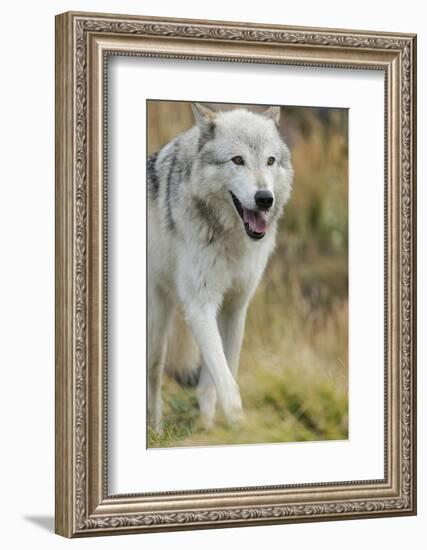 Gray Wolf Running in a Fall Drizzle, Canis Lupus, West Yellowstone, Montana-Maresa Pryor-Framed Photographic Print