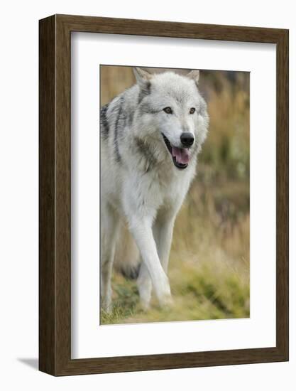 Gray Wolf Running in a Fall Drizzle, Canis Lupus, West Yellowstone, Montana-Maresa Pryor-Framed Photographic Print