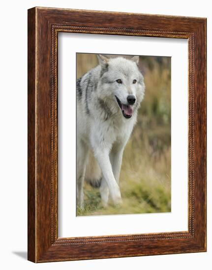 Gray Wolf Running in a Fall Drizzle, Canis Lupus, West Yellowstone, Montana-Maresa Pryor-Framed Photographic Print