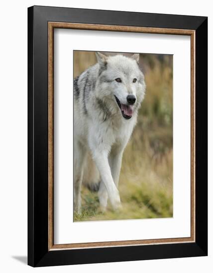 Gray Wolf Running in a Fall Drizzle, Canis Lupus, West Yellowstone, Montana-Maresa Pryor-Framed Photographic Print