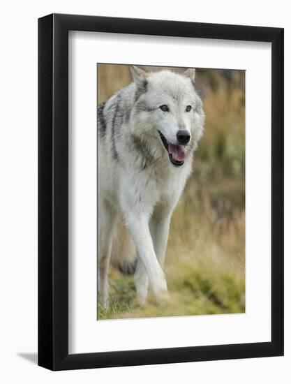 Gray Wolf Running in a Fall Drizzle, Canis Lupus, West Yellowstone, Montana-Maresa Pryor-Framed Photographic Print