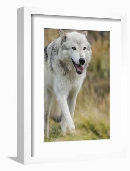 Gray Wolf Running in a Fall Drizzle, Canis Lupus, West Yellowstone, Montana-Maresa Pryor-Framed Photographic Print