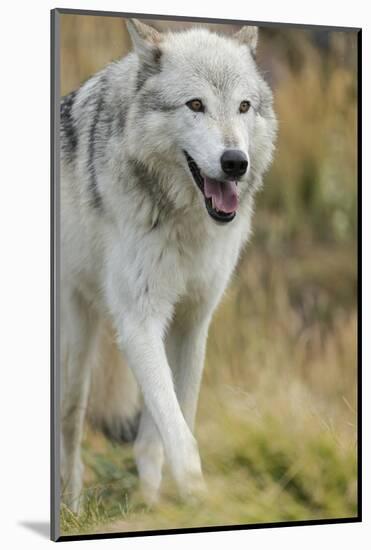 Gray Wolf Running in a Fall Drizzle, Canis Lupus, West Yellowstone, Montana-Maresa Pryor-Mounted Photographic Print