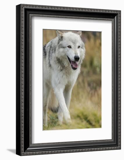 Gray Wolf Running in a Fall Drizzle, Canis Lupus, West Yellowstone, Montana-Maresa Pryor-Framed Photographic Print