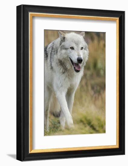 Gray Wolf Running in a Fall Drizzle, Canis Lupus, West Yellowstone, Montana-Maresa Pryor-Framed Photographic Print