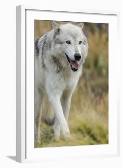 Gray Wolf Running in a Fall Drizzle, Canis Lupus, West Yellowstone, Montana-Maresa Pryor-Framed Photographic Print