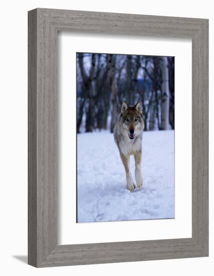 Gray Wolf Running in Snow, Canis Lupus-Lynn M. Stone-Framed Photographic Print