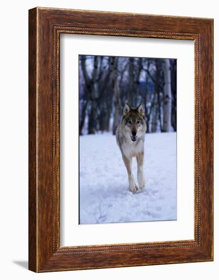 Gray Wolf Running in Snow, Canis Lupus-Lynn M. Stone-Framed Photographic Print