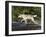 Gray Wolf Running Through Water, in Captivity, Minnesota Wildlife Connection, Minnesota, USA-James Hager-Framed Photographic Print