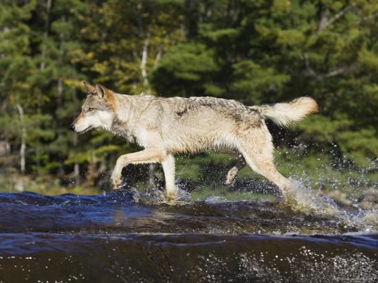 'Gray Wolf Running Through Water, in Captivity, Minnesota Wildlife ...