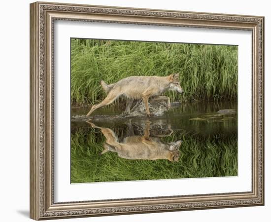 Gray Wolf Running Through Water, Minnesota-Adam Jones-Framed Photographic Print