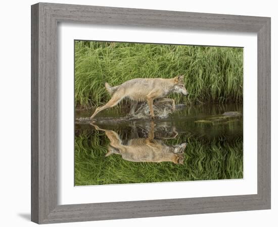 Gray Wolf Running Through Water, Minnesota-Adam Jones-Framed Photographic Print