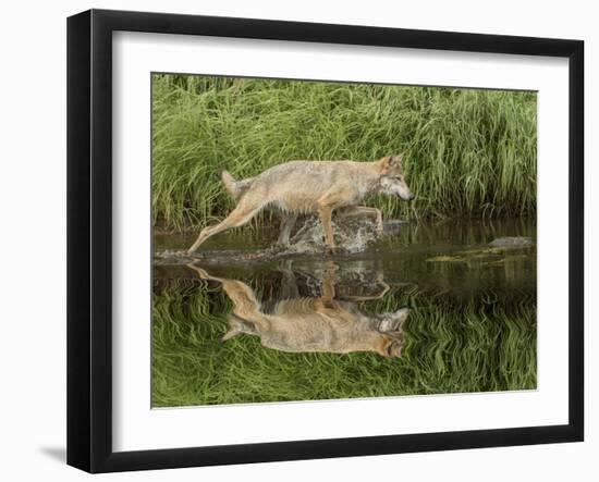 Gray Wolf Running Through Water, Minnesota-Adam Jones-Framed Photographic Print