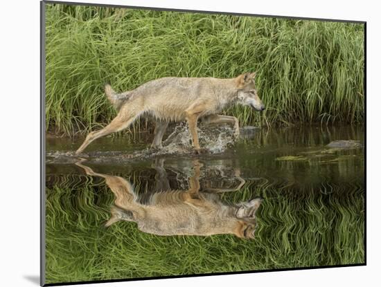 Gray Wolf Running Through Water, Minnesota-Adam Jones-Mounted Photographic Print