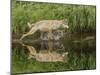 Gray Wolf Running Through Water, Minnesota-Adam Jones-Mounted Photographic Print