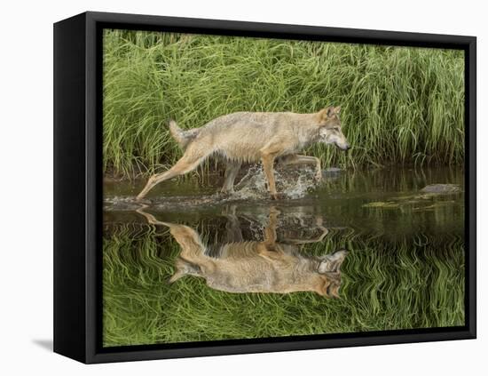 Gray Wolf Running Through Water, Minnesota-Adam Jones-Framed Premier Image Canvas