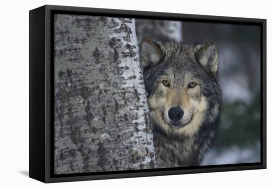 Gray Wolf Standing by Trees-DLILLC-Framed Premier Image Canvas