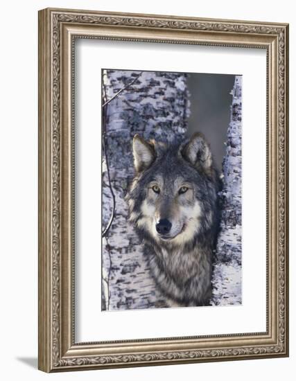 Gray Wolf Standing by Trees-DLILLC-Framed Photographic Print