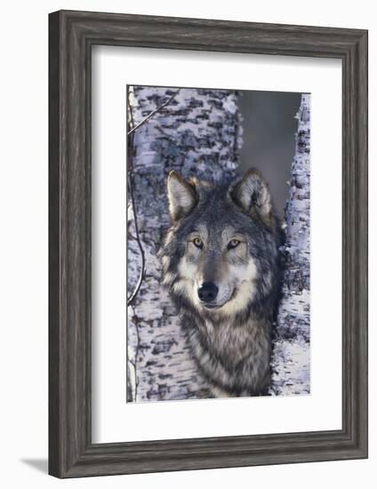 Gray Wolf Standing by Trees-DLILLC-Framed Photographic Print