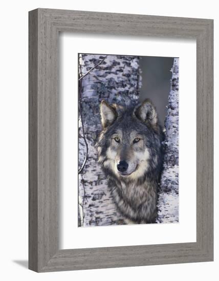 Gray Wolf Standing by Trees-DLILLC-Framed Photographic Print