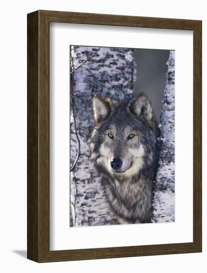 Gray Wolf Standing by Trees-DLILLC-Framed Photographic Print