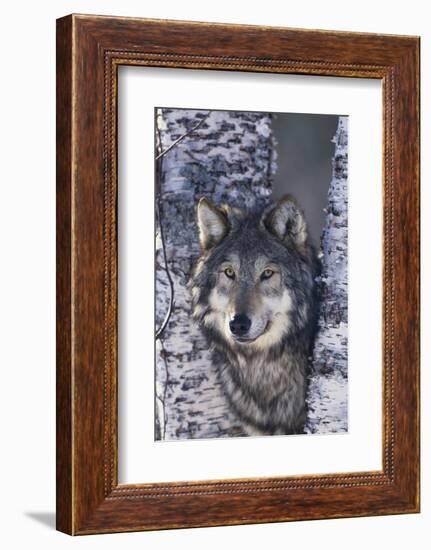 Gray Wolf Standing by Trees-DLILLC-Framed Photographic Print