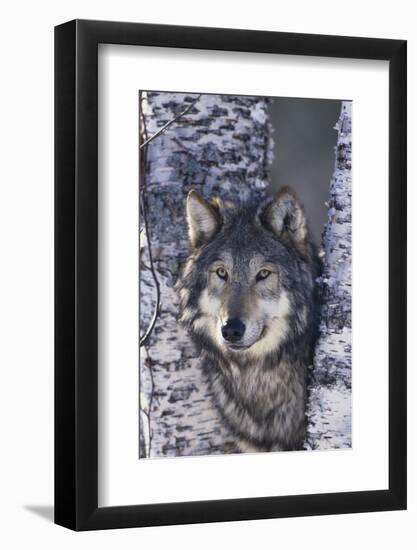 Gray Wolf Standing by Trees-DLILLC-Framed Photographic Print