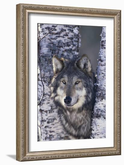 Gray Wolf Standing by Trees-DLILLC-Framed Photographic Print