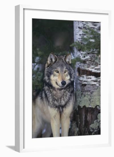 Gray Wolf Standing by Trees-DLILLC-Framed Photographic Print