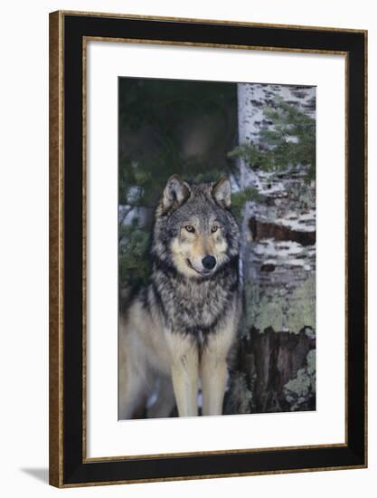 Gray Wolf Standing by Trees-DLILLC-Framed Photographic Print