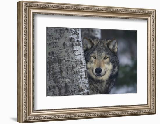 Gray Wolf Standing by Trees-DLILLC-Framed Photographic Print