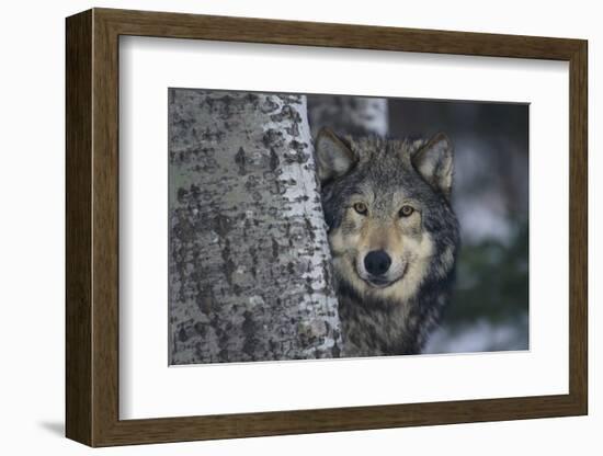 Gray Wolf Standing by Trees-DLILLC-Framed Photographic Print