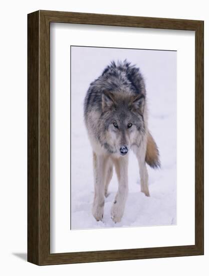 Gray Wolf Standing in Snow-DLILLC-Framed Photographic Print