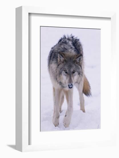 Gray Wolf Standing in Snow-DLILLC-Framed Photographic Print