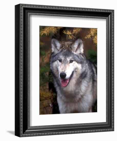 Gray Wolf under a Tree-John Alves-Framed Photographic Print