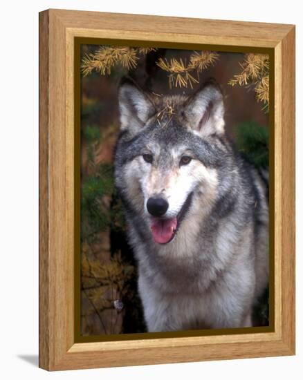 Gray Wolf under a Tree-John Alves-Framed Premier Image Canvas