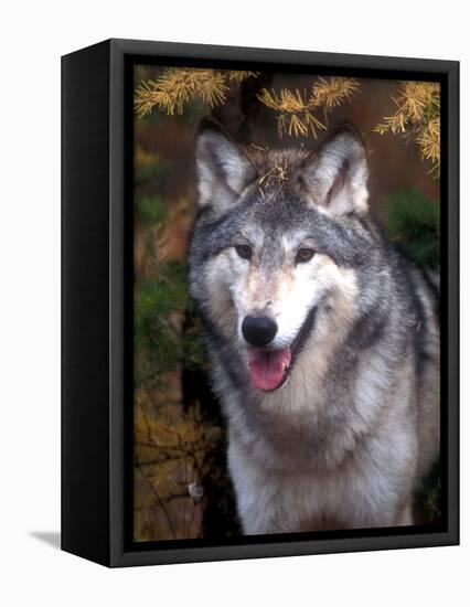 Gray Wolf under a Tree-John Alves-Framed Premier Image Canvas