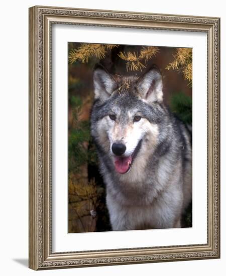 Gray Wolf under a Tree-John Alves-Framed Photographic Print