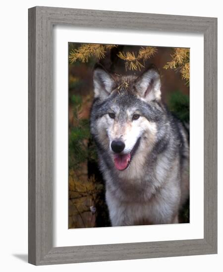 Gray Wolf under a Tree-John Alves-Framed Photographic Print