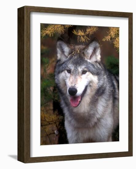 Gray Wolf under a Tree-John Alves-Framed Photographic Print