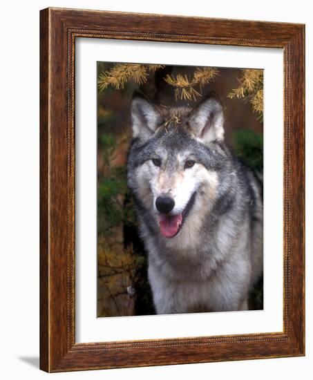 Gray Wolf under a Tree-John Alves-Framed Photographic Print