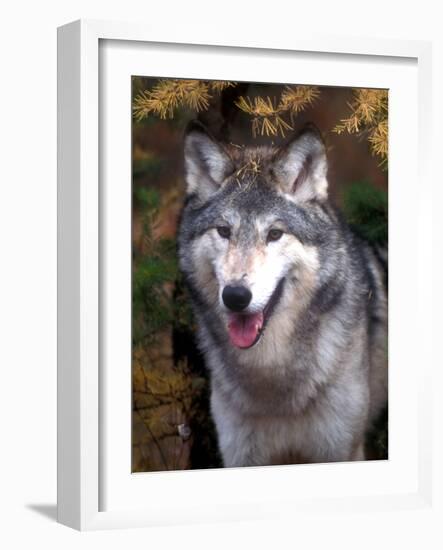 Gray Wolf under a Tree-John Alves-Framed Photographic Print