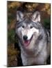 Gray Wolf under a Tree-John Alves-Mounted Photographic Print