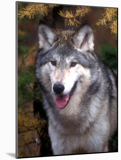 Gray Wolf under a Tree-John Alves-Mounted Photographic Print