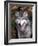 Gray Wolf under a Tree-John Alves-Framed Photographic Print